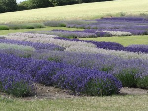 Hitchin Lavender England flowers