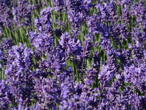 Hitchin Lavender flowers