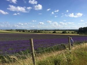 Hitchin Lavender Farm