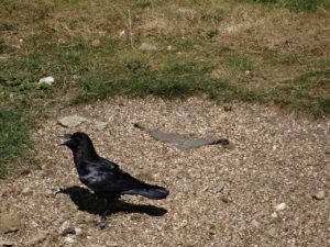 Tower of London tour Ravens