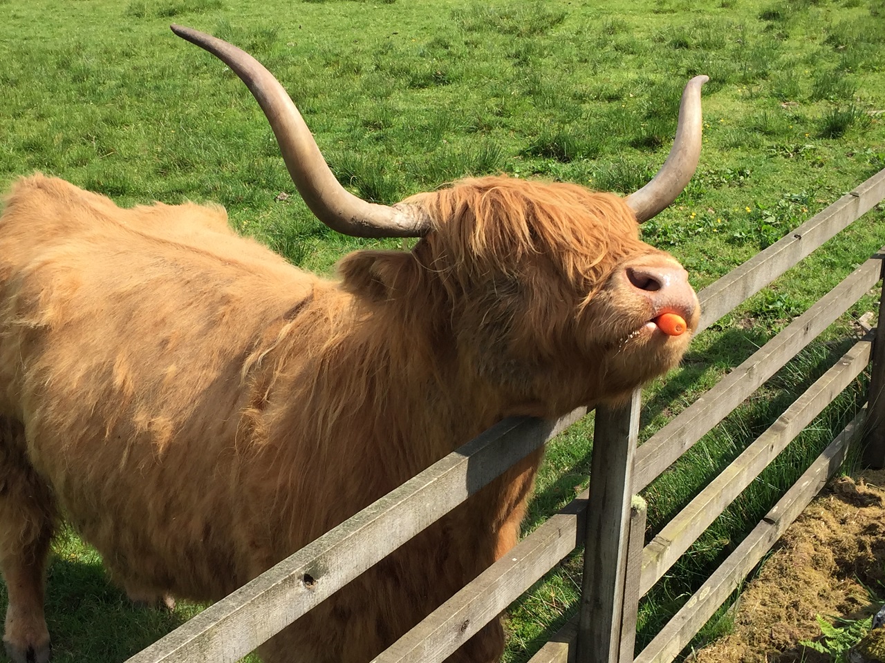 Hairy Coo Fiona, Scottish Highland Cow