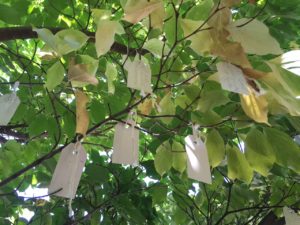 Many Wishes tied to Wish Tree for Washington DC