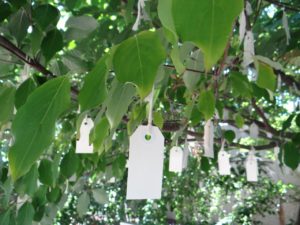 Under the Wish Tree for Washington DC