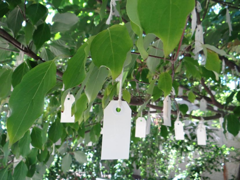 Under the Wish Tree for Washington DC