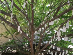 Wish Tree for Washington DC by Yoko Ono