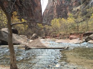 Riverside Walk Zion National Park Virgin River