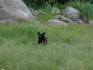 Juneau Taku Glacier Alaska Cruise Tour Bear Cub sighting