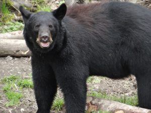 Sitka Alaska Black Bear Cruise Tour