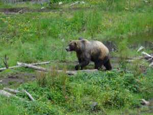 Brown Bear Alaska Sitka Cruisetour Fortress of the Bear