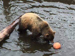 Feeding Brown Bears Sitka Alasks