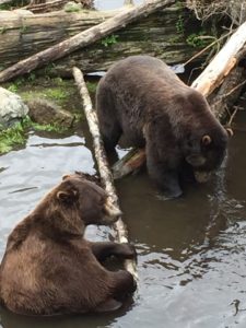 Sitka Alaska cruise tour Fortress of the Bear