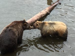 Brown Bears Sitka Alaska Fortress of the Bear