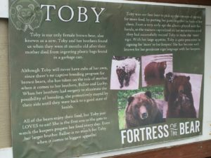 Brown Bear Toby Fortress of the Bear Sitka Alaska Cruisetour