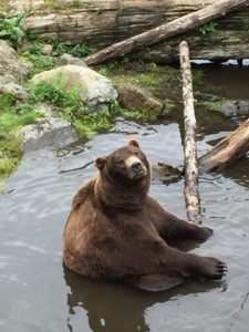 Brown Bear Sitting in Water Sitka Alaska Fortress of the Bear