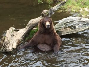 Fortress of the Bear Sitting in Water Sitka Alaska