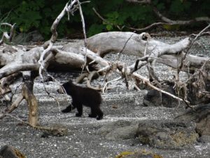 Alaska Nature Cruise Sitka Wildlife Tour Brown Bear Cub