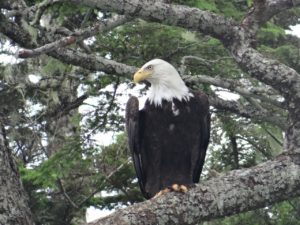 Bald Eagle Alaska Nature Cruise Sitka Wildlife Tour