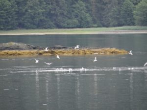 Sitka Wildlife Tour and Cruise birds