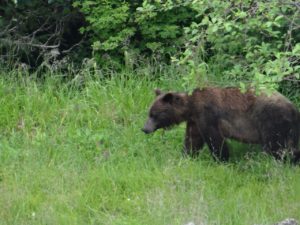 Alaska Nature Cruise Sitka Wildlife Tour Brown Bear