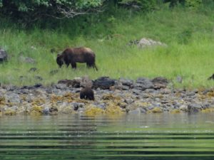Brown Bear Sitka Wildlife Tour and Cruise
