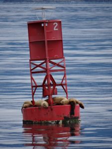 Alaska Nature Cruise Sitka Wildlife Tour Seals Sea Lions