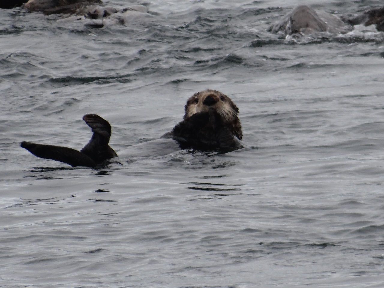 Sea Otter in Sitka Wildlife Tour