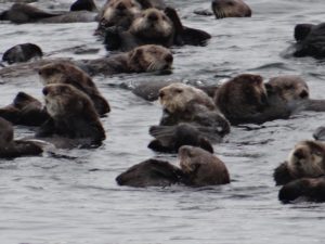 Raft of Sea Otters Sitka Wildlife Tour Cruise
