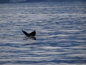 Alaska Sitka Wildlife Tour Whale Tail