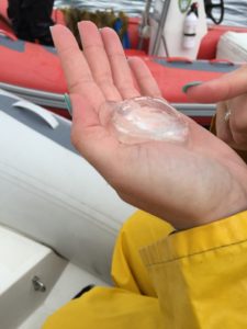 Water Jelly Ketchikan Alaska Zodiac Expedition