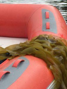Backcountry Zodiac Expedition Ketchikan Kelp