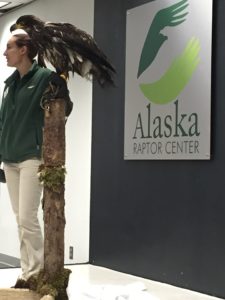 Female Bald Eagle Youngster Spirit at the Raptor Center