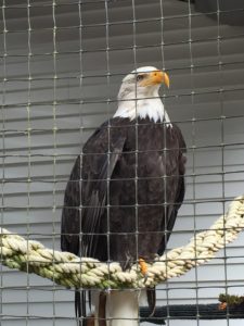 American Bald Eagle Alaska Raptor Center