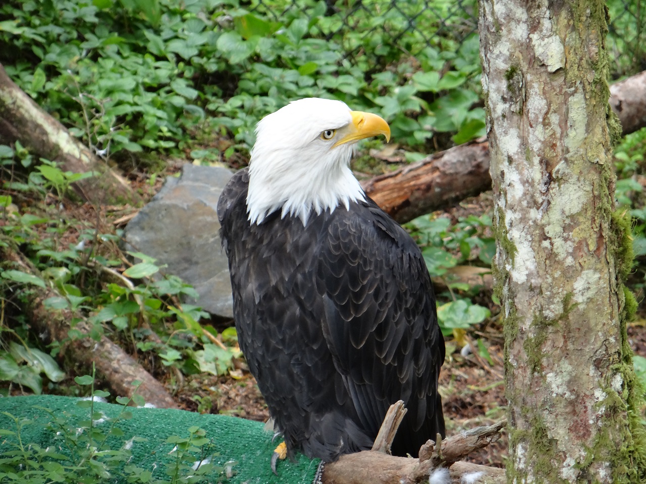 American Bald Eagle Alaska Raptor Center Sitka