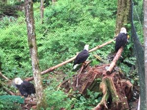 Three Bald Eagles Alaska Raptor Center