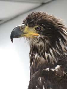 Raptor Center Sitka Alaska Spirit Bald Eagle named by Alaska Airlines
