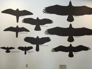 Alaskan bird wingspans Raptor Center Sitka Alaska