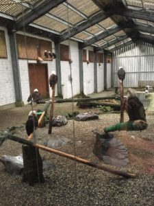Raptor Center Rehab Flying Center