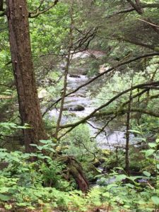 River side Raptor Center Sitka Alaska