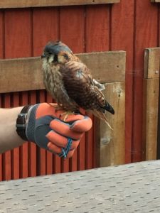 Raptor Center bird Sitka Alaska