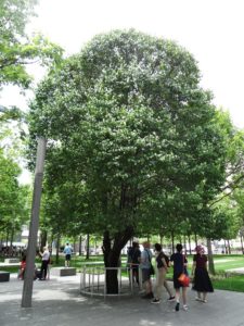 Manhattan Walking Tour 9/11 Memorial Tree