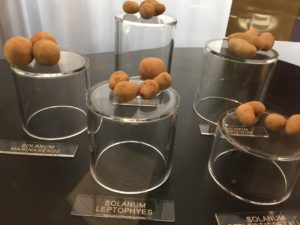 Potato varieties at Friet Museum Bruges Quirky