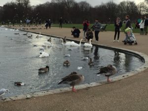 Kensington Palace Park birds and swans in pond