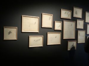 MONA Tasmania drawings