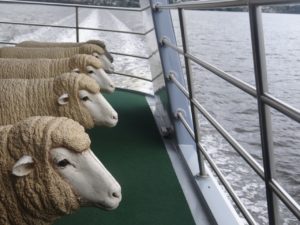 MONA Ferry Sheep sculptures seating