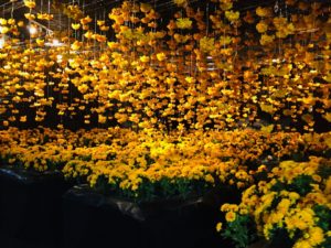Yellow Flower Room Happy Place King of Prussia