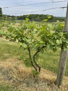 Award winning NJ wines vines