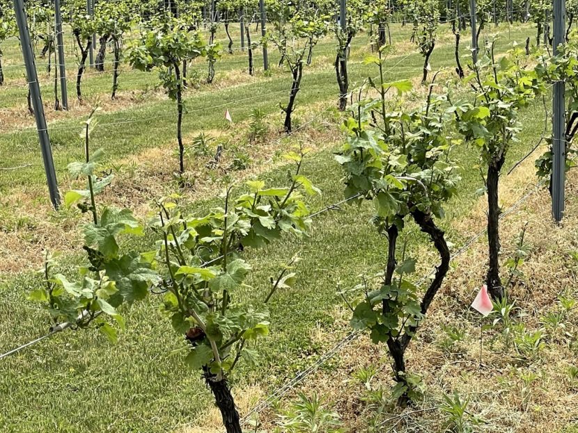 Best Winery in New Jersey