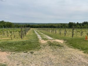 New Jersey Wine Vineyard View