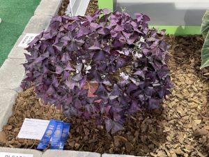 Purple plant at the flower show
