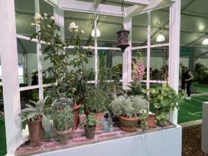 Windowsill plants garden